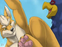 Furry brown animal sex with a big blue bird in a doggystyle position